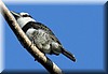 Notharchus hyperrhynchus 1.jpg