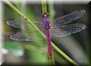Orthemis ferruginea 2.JPG