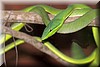 Oxybelis fulgidus 1.JPG