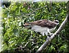 Pandion haliaetus 1.JPG