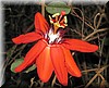 Passiflora coccinea.jpg