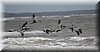 Pelecanus occidentalis 2.JPG