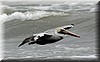Pelecanus occidentalis 3.jpg