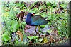 Porphyrio martinicus 4.JPG