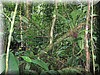Rainforest001.jpg
