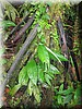 Rainforest002.jpg