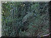 Rainforest003.jpg