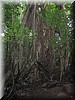Rainforest004.jpg