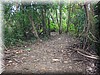 Rainforest005.jpg