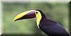 Ramphastos ambiguus 2.JPG