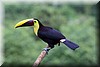 Ramphastos ambiguus 3.JPG