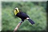 Ramphastos ambiguus.JPG