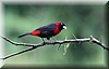 Ramphocelus sanguinolentus 1.JPG