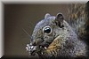 Sciurus deppei 1.JPG