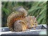 Sciurus deppei 2.JPG