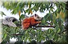 Sciurus variegatoides 1.JPG