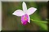 Sobralia 1.JPG