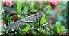 Tropidacris cristata 3.JPG