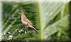Turdus grayi 1.JPG
