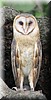 Tyto alba 2.jpg