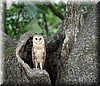 Tyto alba.JPG