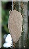 Wasp nest 1.JPG