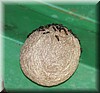 Wasp nest 2.JPG