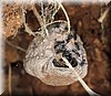 Wasp nest 3.JPG