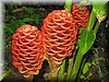 Zingiber officinale 2.JPG