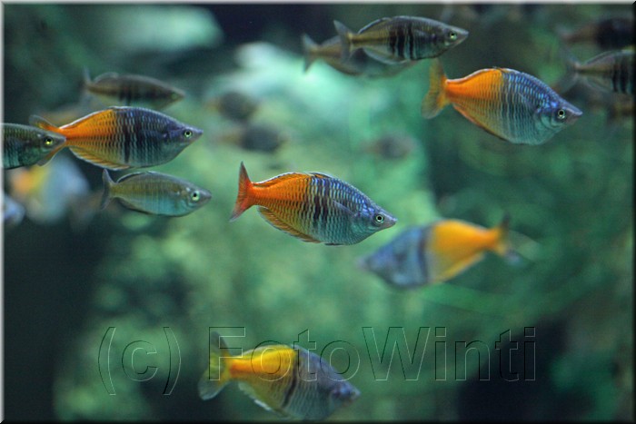 Melanotaenia boesemani.jpg