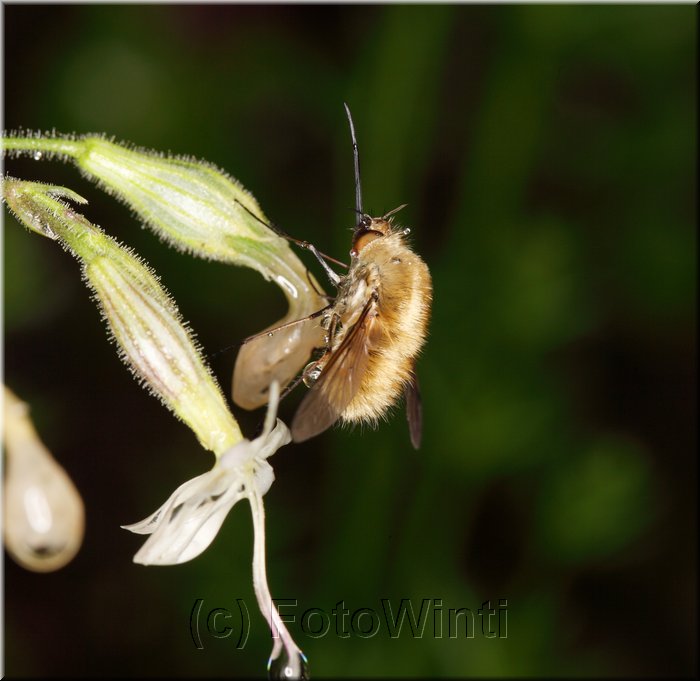 Bombyllus major.JPG