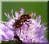 Myopa buccata.JPG