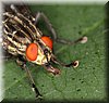 Sarcophaga carnaria 4.JPG