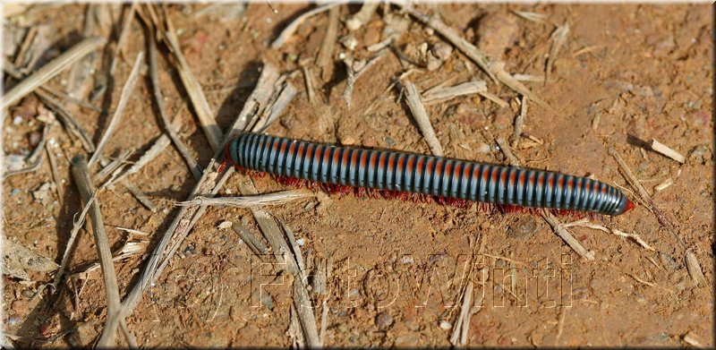 Millipede.JPG