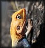 Agama agama6.JPG