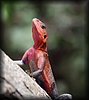 Agama agama8.JPG
