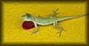 Anolis lemurinus 2.JPG