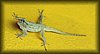 Anolis lemurinus 3.JPG