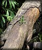 Basiliscus plumifrons 3.JPG