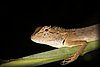 Calotes versicolor 4.JPG