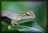 Calotes versicolor1.JPG