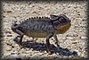 Chamaeleo namaquensis1.jpg