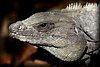Ctenosaura similis1.JPG