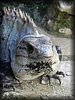 Ctenosaura similis3.JPG