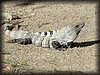Ctenosaura similis4.JPG