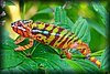 Furcifer pardalis1.JPG