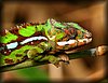Furcifer pardalis3.JPG