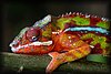 Furcifer pardalis4.jpg