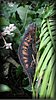Furcifer pardalis5.jpg