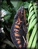 Furcifer pardalis6.jpg